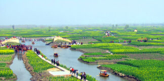 江苏兴化千岛水上油菜花海
