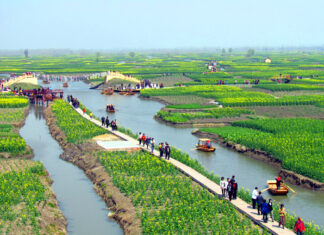 江苏兴化千岛水上油菜花海