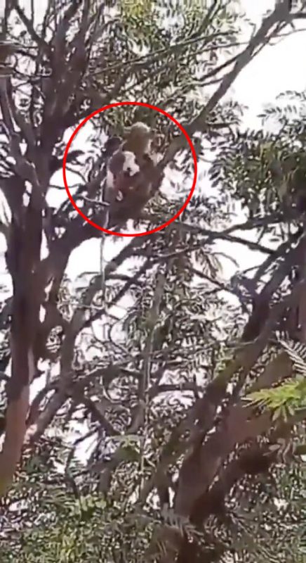 闹哪样？印度一只猴子抢走了新冠病毒血液样本……丨趣观世界