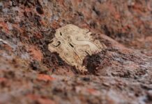 官方通報二里頭、殷墟等“考古中國”重大項目重要進展