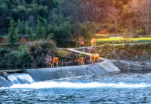 2025維多利亞國際攝影大賽入選作品:暮歸