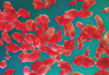 2025維多利亞國際攝影大賽入選作品:赤青