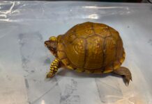 香港海關檢獲受管制屬瀕危物種活龜