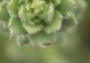 中國青藏高原發現新食蟲植物譜系 證實達爾文150多年前預測